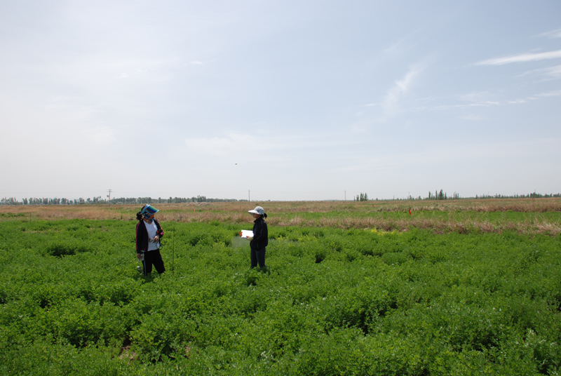 WATER: Dataset of ground truth measurements synchronizing with Envisat ASAR in the Linze grassland foci experimental area on May 24, 2008