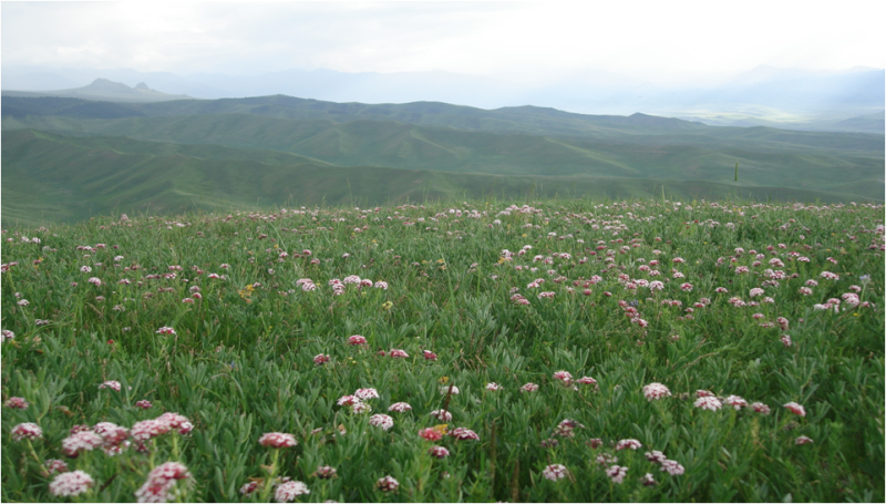 黑河流域草地主要植物功能性状多样性与环境因子的关联性数据（2013）